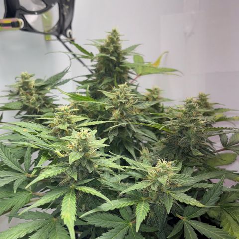 Apple fritter auto growlog timeline photo