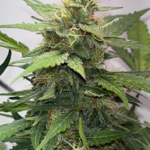 Apple fritter auto growlog timeline photo