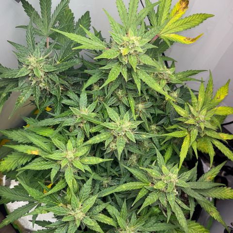 Apple fritter auto growlog photo: A planta está com deficiência de cálcio 