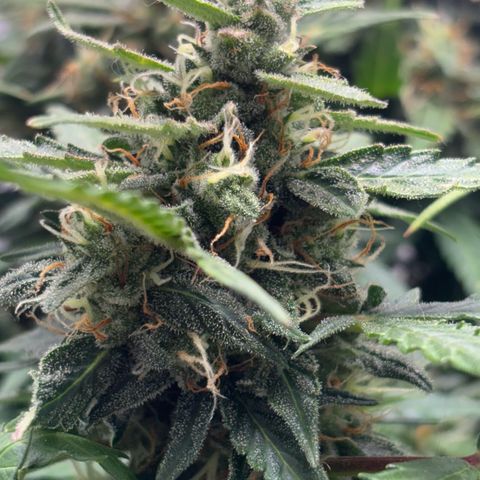 Apple fritter auto growlog timeline photo