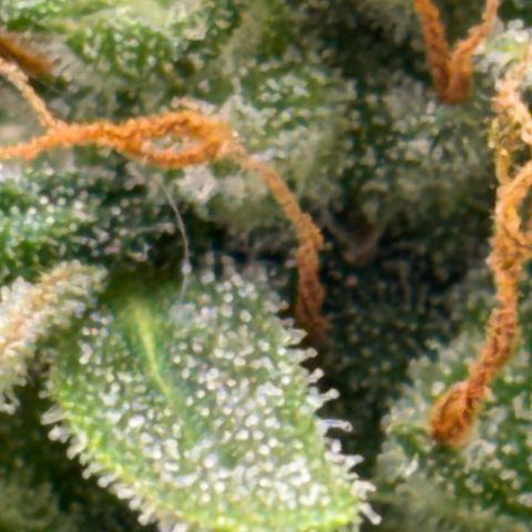 Apple fritter auto growlog timeline photo