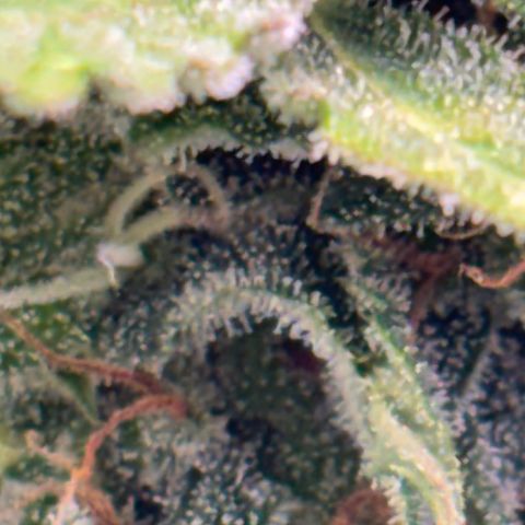Apple fritter auto growlog timeline photo