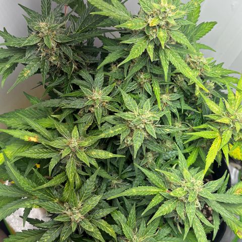 Apple fritter auto growlog timeline photo
