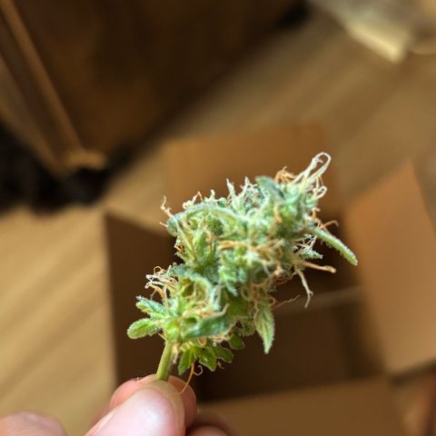 Apple fritter auto growlog photo: Arranquei uma pipoca para provar o sabor da planta