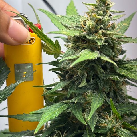 Apple fritter auto growlog timeline photo