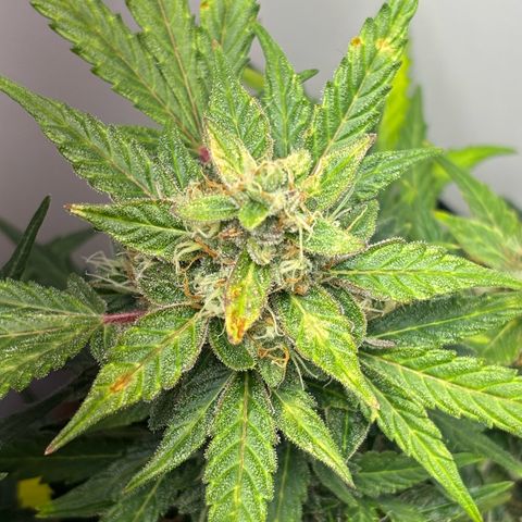 Apple fritter auto growlog timeline photo