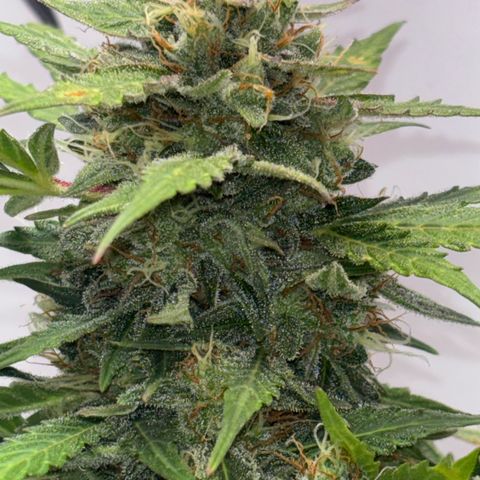 Apple fritter auto growlog timeline photo
