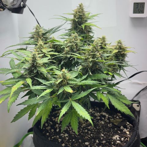 Apple fritter auto growlog timeline photo