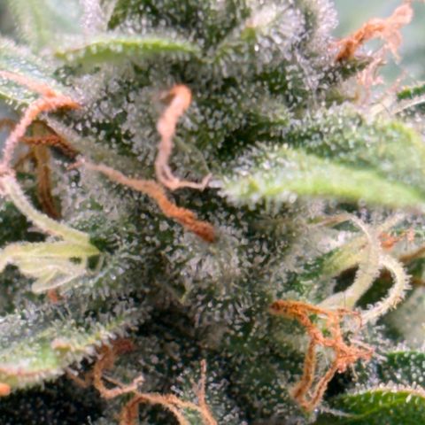 Apple fritter auto growlog timeline photo