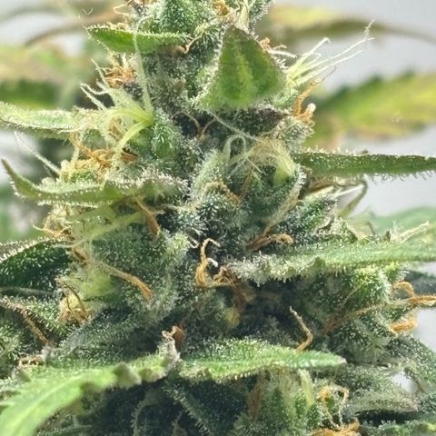 Apple fritter auto growlog timeline photo