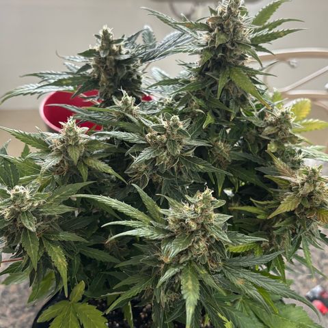 Apple fritter auto growlog timeline photo