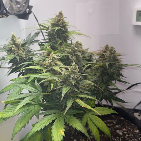 Apple fritter auto growlog timeline photo