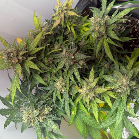 Apple fritter auto growlog timeline photo