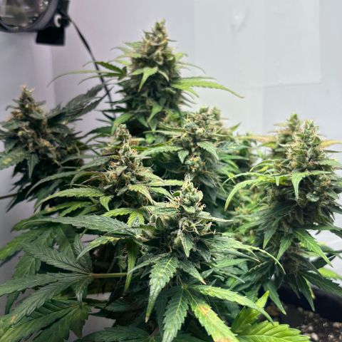 Apple fritter auto growlog timeline photo