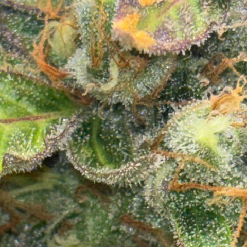 Apple fritter auto growlog timeline photo