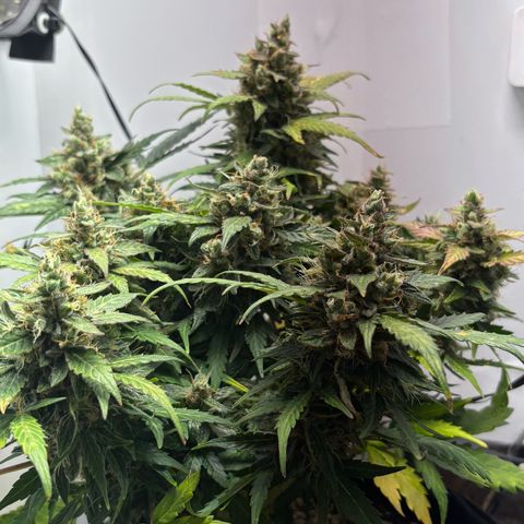 Apple fritter auto growlog timeline photo