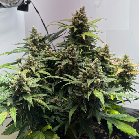 Apple fritter auto growlog photo: Fiz a colheita de mais um dos buds