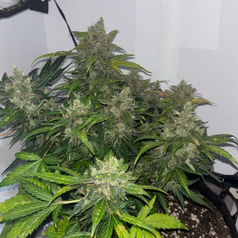 Apple fritter auto growlog timeline photo