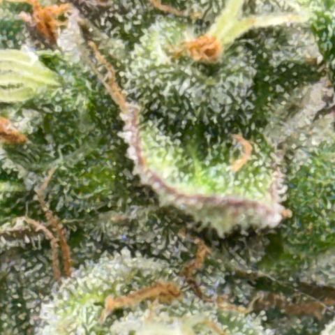 Apple fritter auto growlog timeline photo