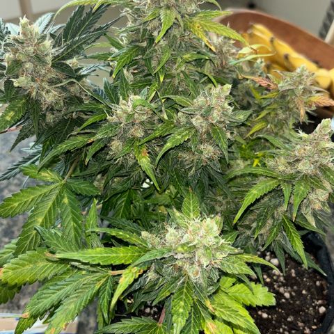 Apple fritter auto growlog timeline photo