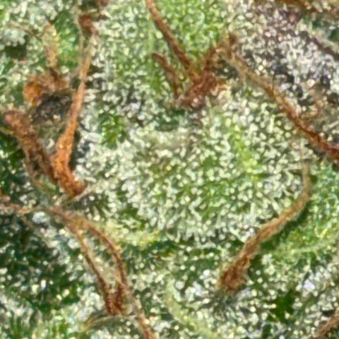 Apple fritter auto growlog timeline photo