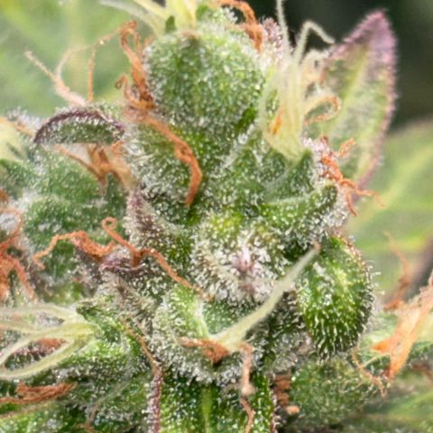 Apple fritter auto growlog timeline photo