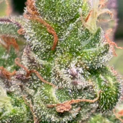 Apple fritter auto growlog timeline photo