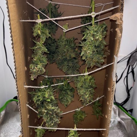 Apple fritter auto growlog timeline photo