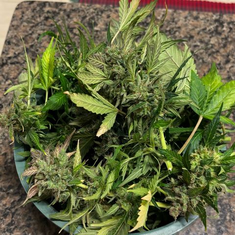 Apple fritter auto growlog timeline photo