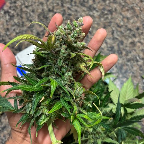 Apple fritter auto growlog timeline photo