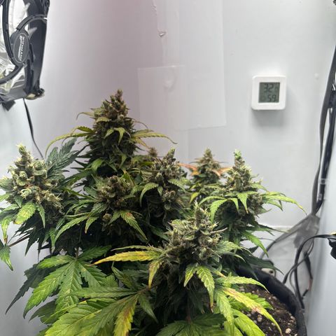 Apple fritter auto growlog timeline photo