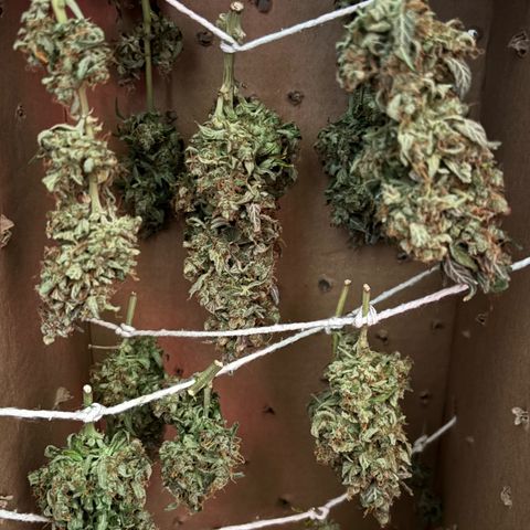 Apple fritter auto growlog timeline photo