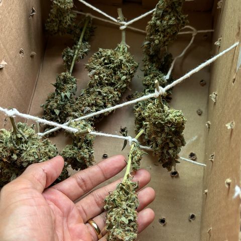 Apple fritter auto growlog timeline photo