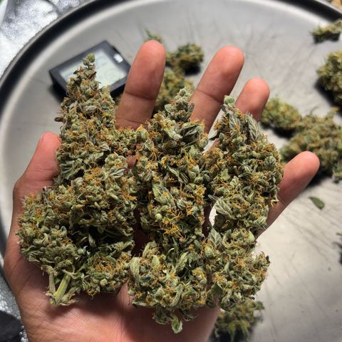 Apple fritter auto growlog photo: Primeiro cultivo finalizado