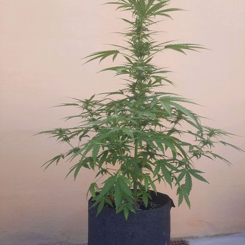 Skywalker Haze growlog timeline photo