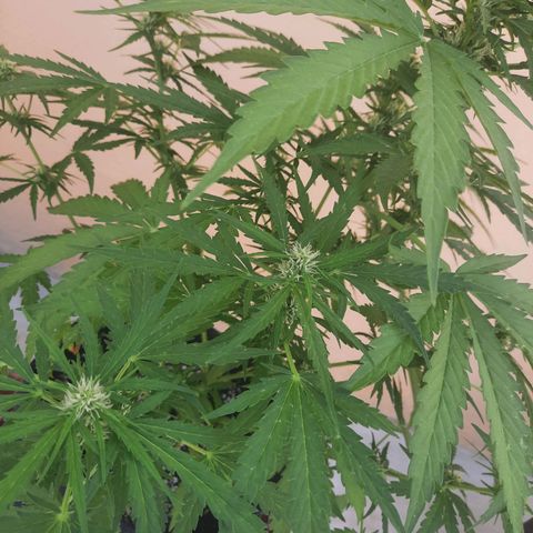 Skywalker Haze growlog timeline photo