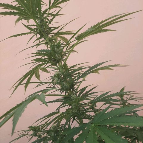 Skywalker Haze growlog timeline photo