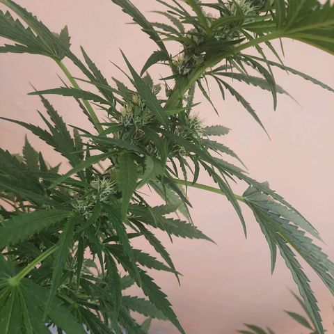 Skywalker Haze growlog timeline photo