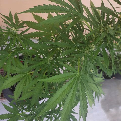Skywalker Haze growlog timeline photo
