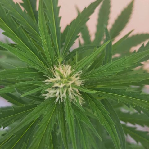 Skywalker Haze growlog timeline photo