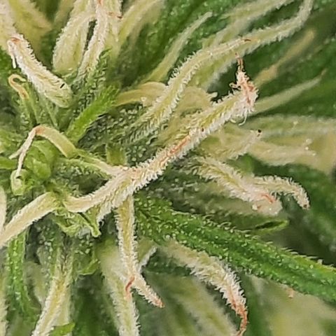 Skywalker Haze growlog timeline photo