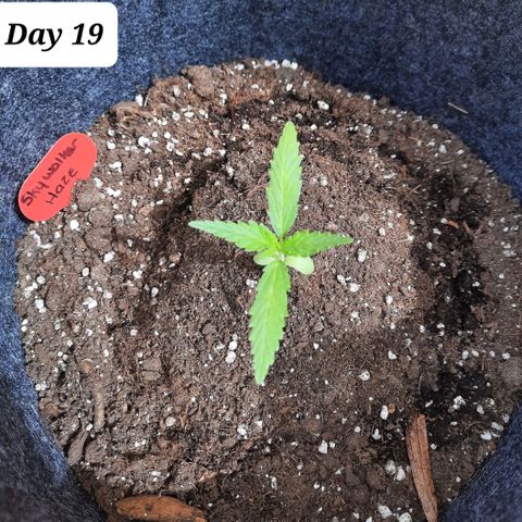 Skywalker Haze growlog timeline photo