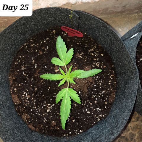 Skywalker Haze growlog timeline photo
