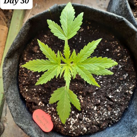 Skywalker Haze growlog timeline photo