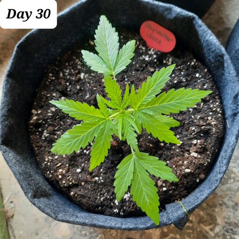 Skywalker Haze growlog timeline photo