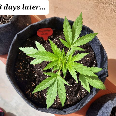 Skywalker Haze growlog timeline photo