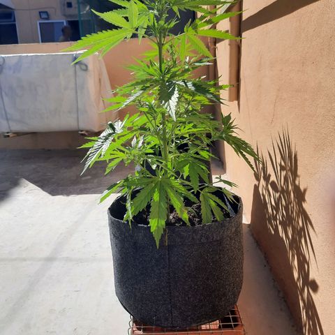 Skywalker Haze growlog timeline photo