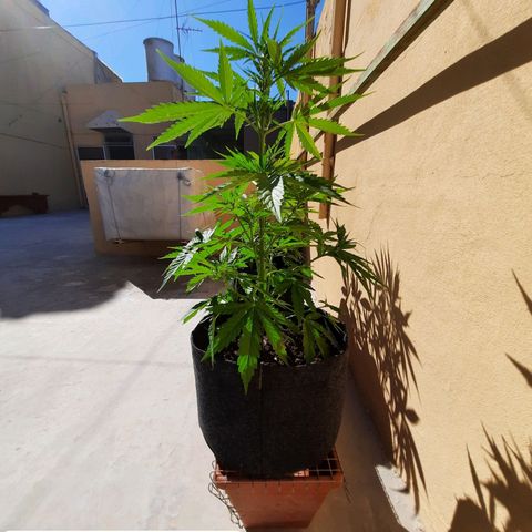 Skywalker Haze growlog timeline photo