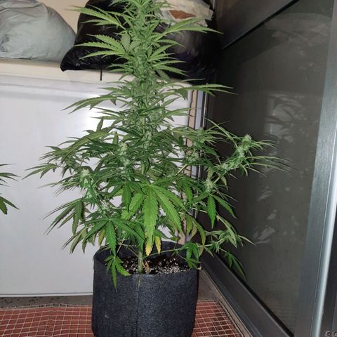 Skywalker Haze growlog timeline photo