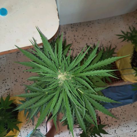 Skywalker Haze growlog timeline photo